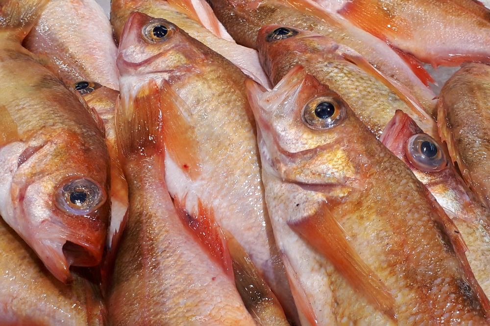 赤い体色の生物