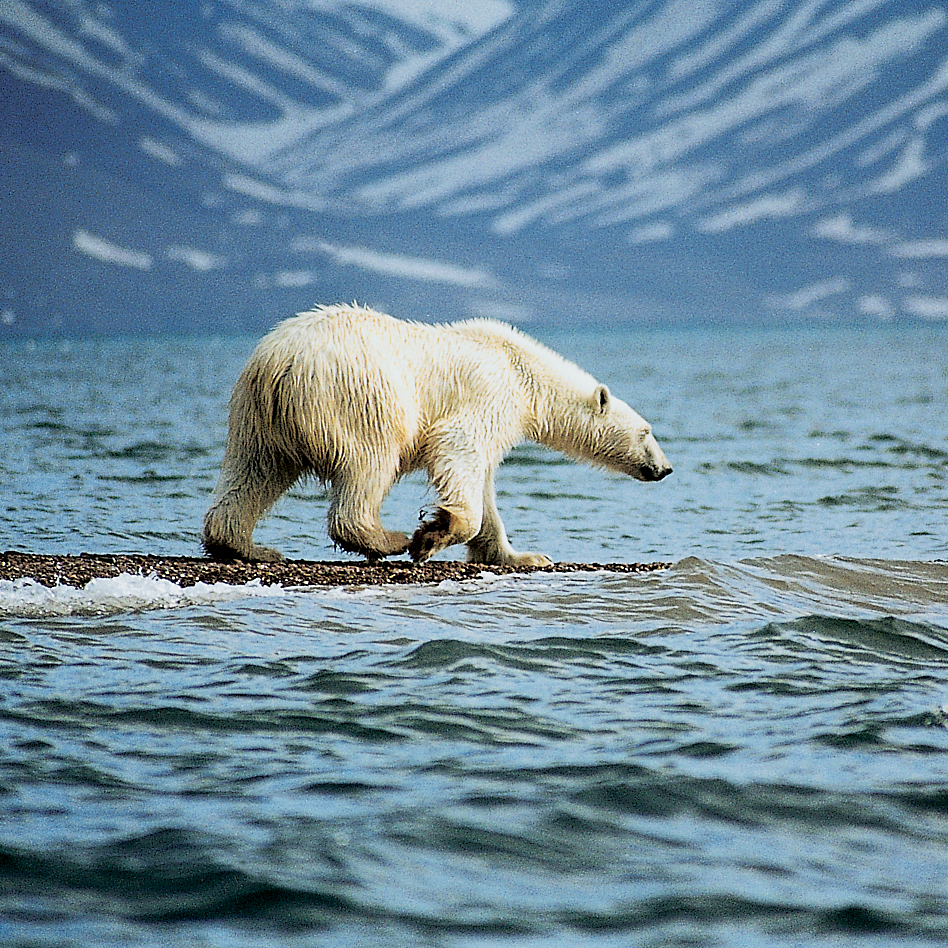 ホッキョクグマは