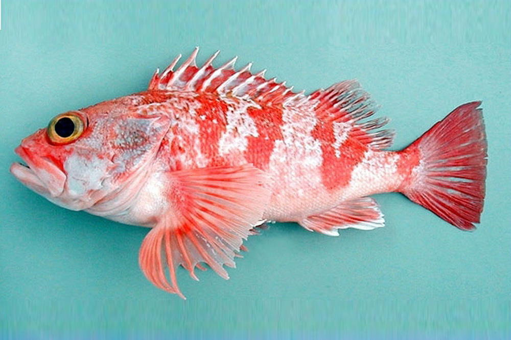 赤い体色の深海生物